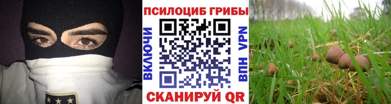 ссылка на мегу ссылка Бобров Псилоцибиновые грибы мицелий сколько стоит